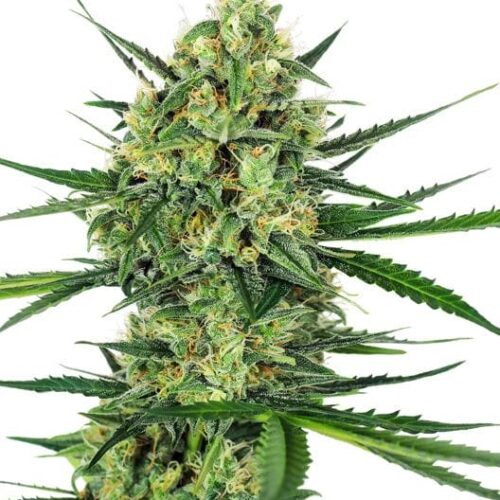 Tangerine Sugar Feminised Cannabis Seeds by Sensi Seeds