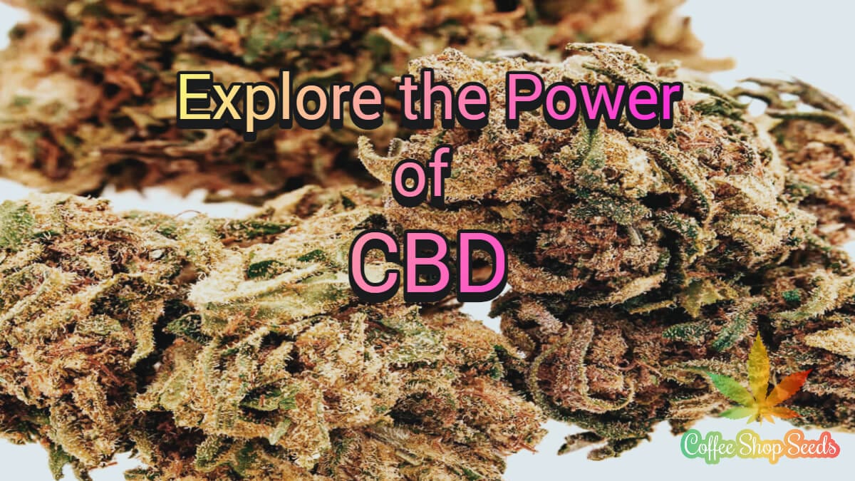 Explore the Power of CBD