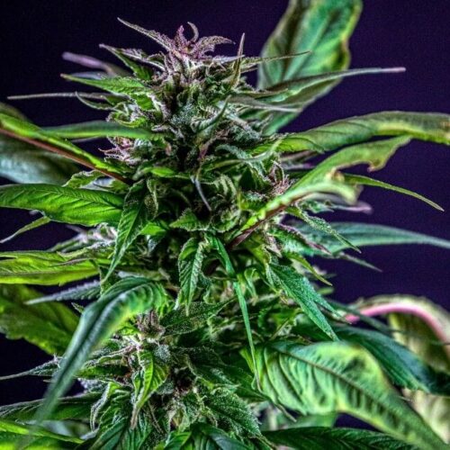 Blueberry Lime Kush AD Regular Cannabis Seeds by TerpyZ Mutant Genetics