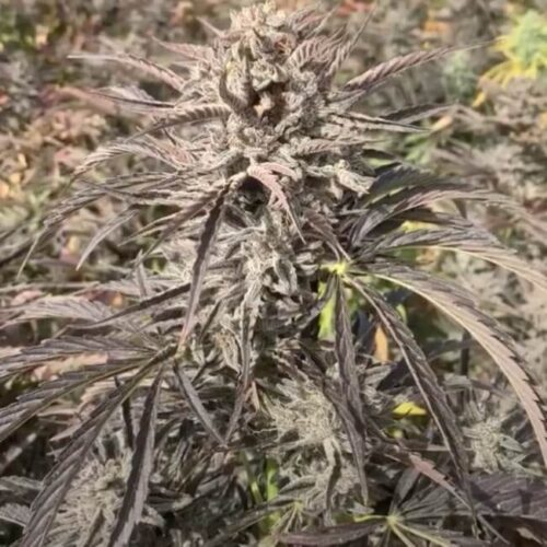 EZ Bake Auto Feminised Cannabis Seeds by Trilogene Seeds