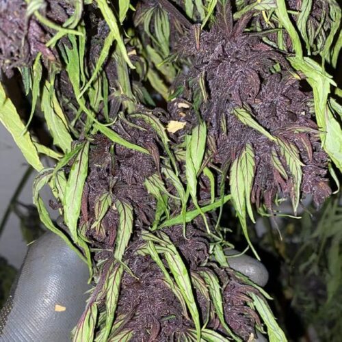 Glu CBD Auto Feminised Cannabis Seeds by Trilogene Seeds