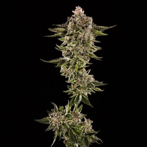 Honey Bird Feminised Cannabis Seeds by Trilogene Seeds