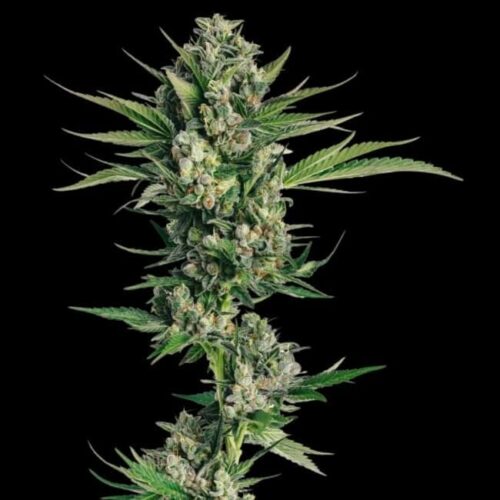 Honeycomb Chem Feminised Cannabis Seeds by Trilogene Seeds