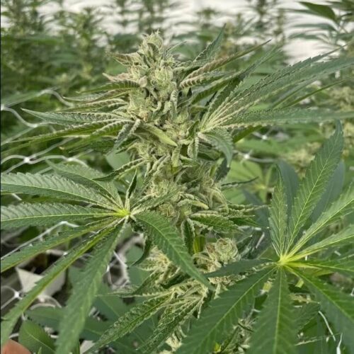 Latte Lato Feminised Cannabis Seeds by Trilogene Seeds