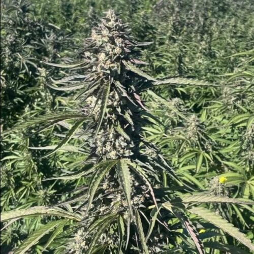 Pillsbury Droboy Feminised Cannabis Seeds by Trilogene Seeds