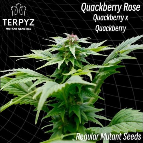 Quackberry Rose Regular Cannabis Seeds by TerpyZ Mutant Genetics