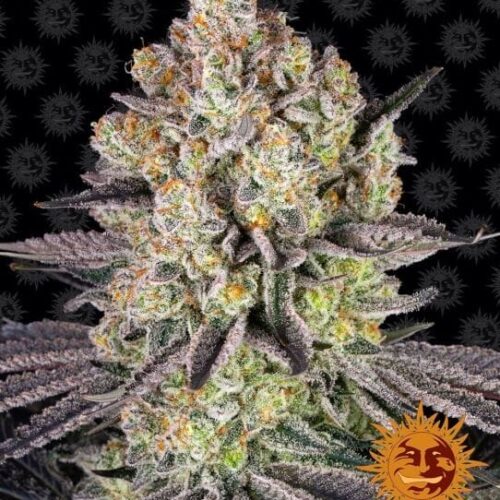 Runtz Feminised Cannabis Seeds by Barney's Farm