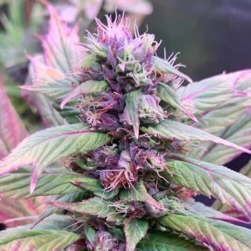 Spicy Temptation GPP Regular Cannabis Seeds by TerpyZ Mutant Genetics