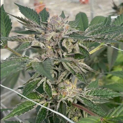 Willy's Winery Feminised Cannabis Seeds by Trilogene Seeds