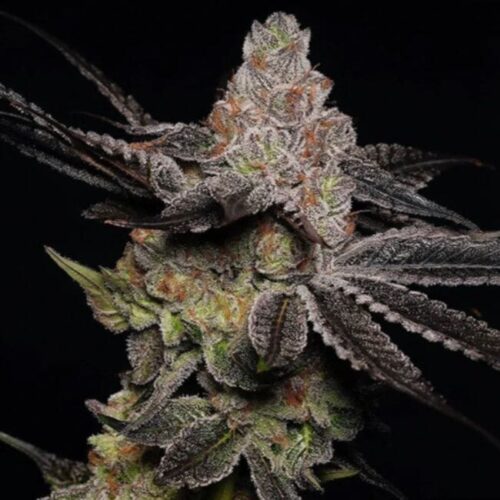 Wonka's Vineyard Feminised Cannabis Seeds by Trilogene Seeds