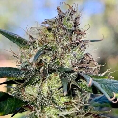 Zen-X Swag Regular Cannabis Seeds by TerpyZ Mutant Genetics