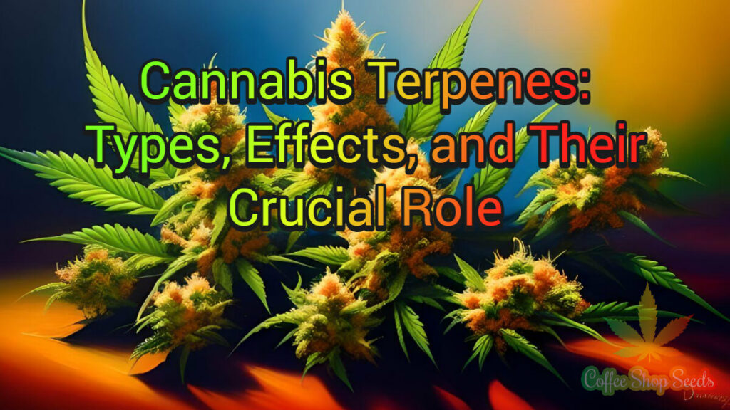 Cannabis Terpenes Types, Effects, and Their Crucial Role