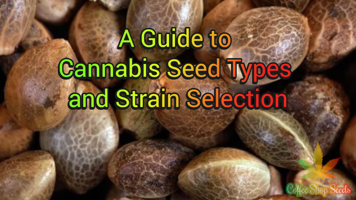 Start Your Cultivation Journey A Guide To Cannabis Seed Types And Strain Selection 7654