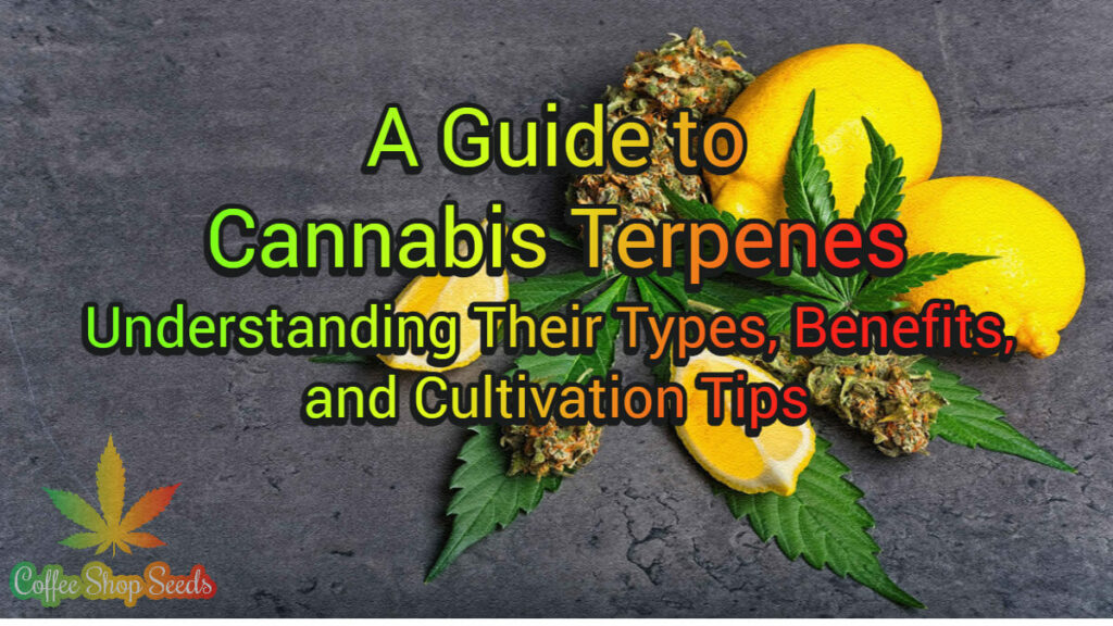 A Guide to Cannabis Terpenes