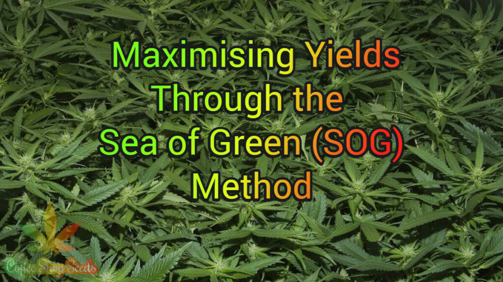 Maximising Yields Through the Sea of Green (SOG) Method