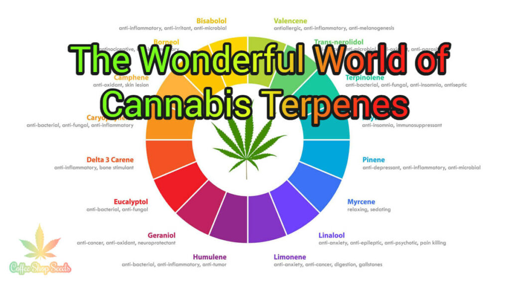 The Wonderful World of Cannabis Terpenes