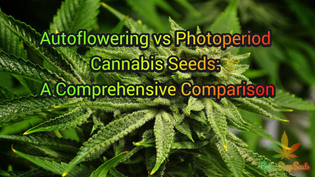 Autoflowering vs Photoperiod Cannabis Seeds