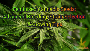 Feminised Cannabis Seeds: Advanced Breeding, Strain Selection & Growing Tips