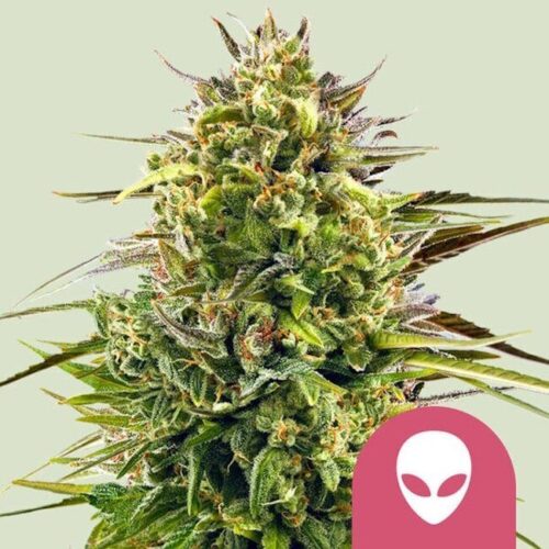 Alien OG Feminised Cannabis Seeds by Royal Queen Seeds