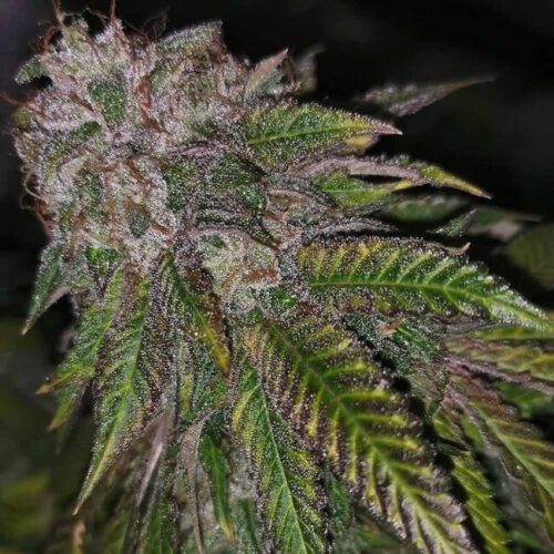 Dirty Kuntz Feminised Cannabis Seeds by Pheno Finder Seeds