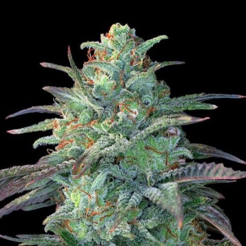 Eggnog OG Feminised Cannabis Seeds by G13 Labs