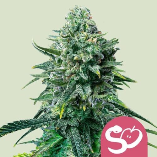 Forbidden Fruit Feminised Cannabis Seeds by Royal Queen Seeds