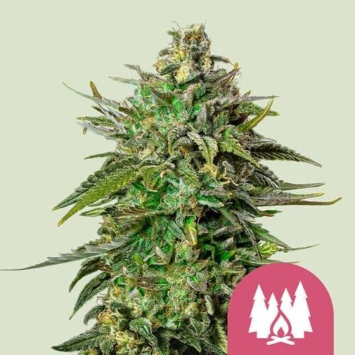 Larry OG Feminised Cannabis Seeds by Royal Queen Seeds