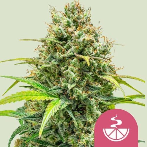 Lemon Skunk Feminised Cannabis Seeds by Royal Queen Seeds