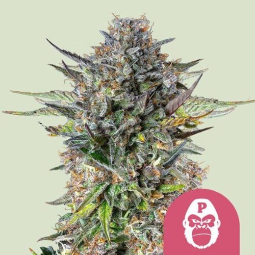 Pink Gorilla Feminised Cannabis Seeds by Royal Queen Seeds