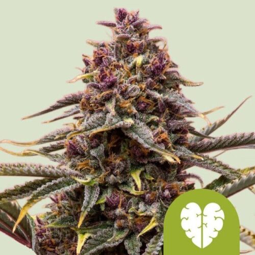 Pink Mist Auto Feminised Cannabis Seeds by Royal Queen Seeds