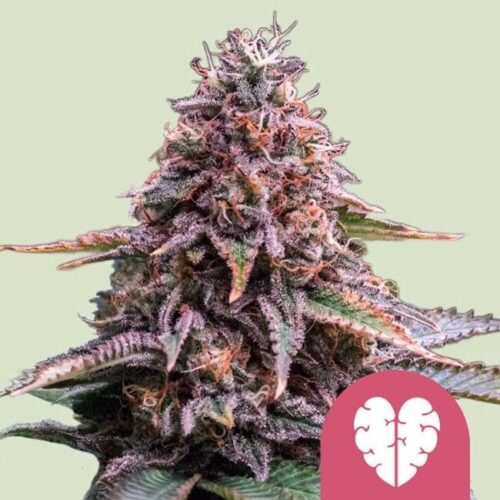 Pink Mist Feminised Cannabis Seeds by Royal Queen Seeds