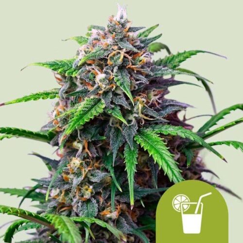 Purple Lemonade Auto Feminised Cannabis Seeds by Royal Queen Seeds