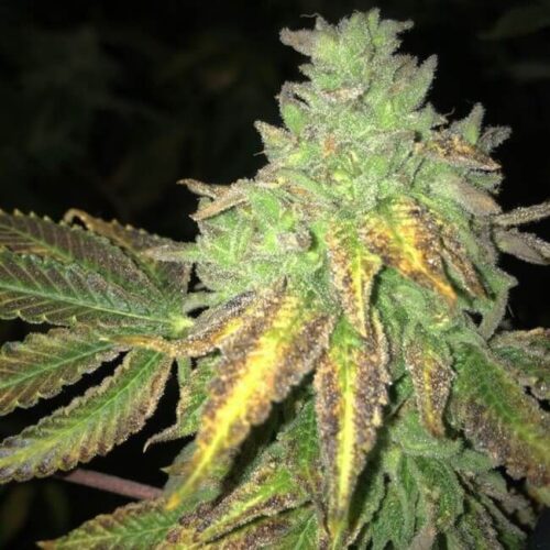 Shiloh Z Feminised Cannabis Seeds by T.H. Seeds