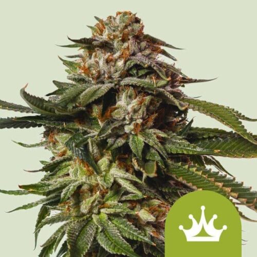 Special Queen 1 Auto Feminised Cannabis Seeds by Royal Queen Seeds