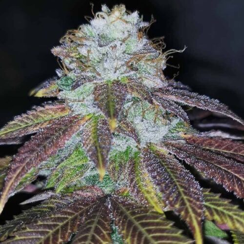 Squirterz Feminised Cannabis Seeds by Pheno Finder Seeds