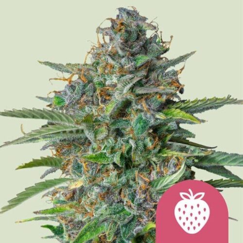 Strawberry Cough Feminised Cannabis Seeds by Royal Queen Seeds