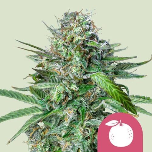 Tangie Feminised Cannabis Seeds by Royal Queen Seeds