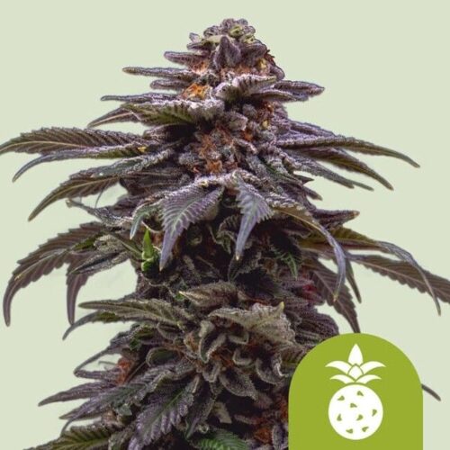 Tropicana Cookies Purple Auto Feminised Cannabis Seeds by Royal Queen Seeds