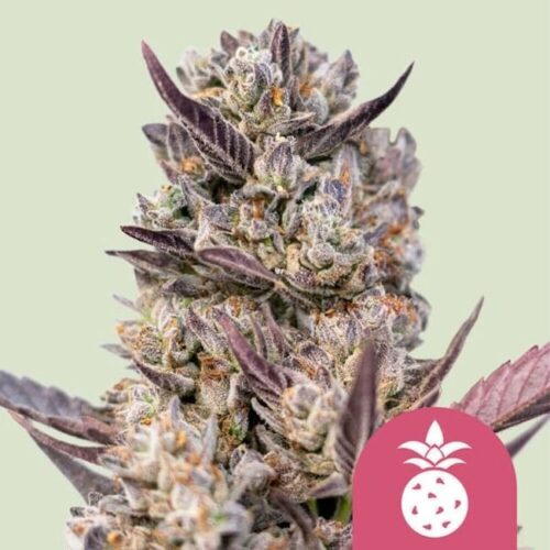 Tropicana Cookies Purple Feminised Cannabis Seeds by Royal Queen Seeds