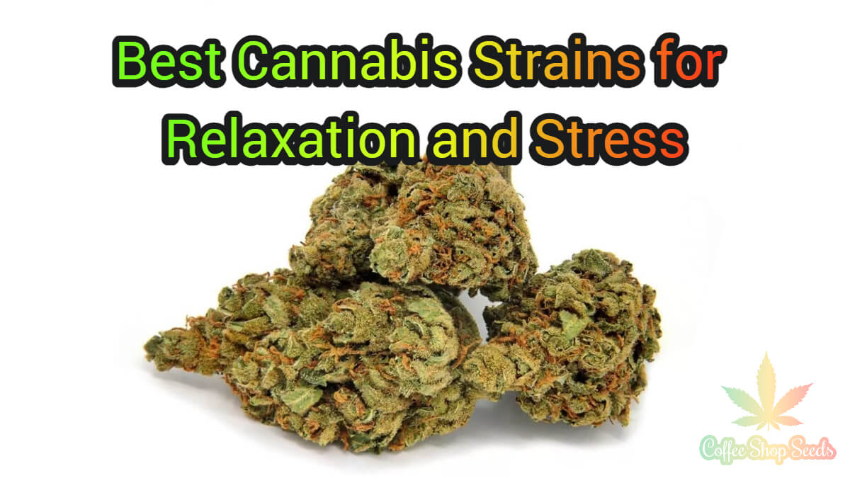 Best Cannabis Strains for Relaxation and stress