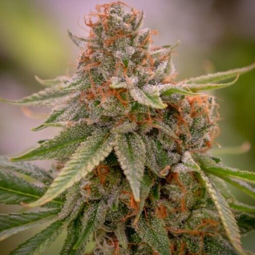 Babylon Buster Regular Cannabis Seeds by Bodhi Seeds