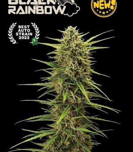 Black Rainbow Auto Feminised Cannabis Seeds by Seedstockers