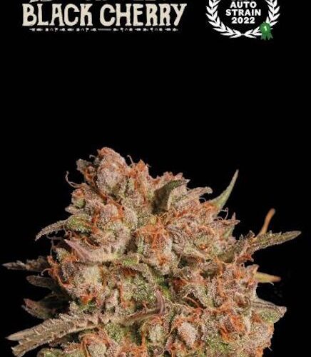 Apollo Black Cherry Auto Feminised Cannabis Seeds by Seedstockers