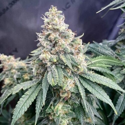 Strawberry Temple Regular Cannabis Seeds by Bodhi Seeds