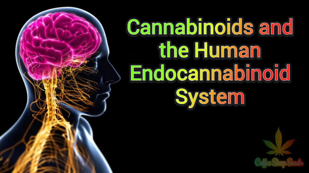 Cannabinoids and the Human Endocannabinoid System