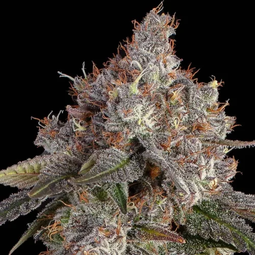 Game Over Feminised Cannabis Seeds by Happy Valley Genetics