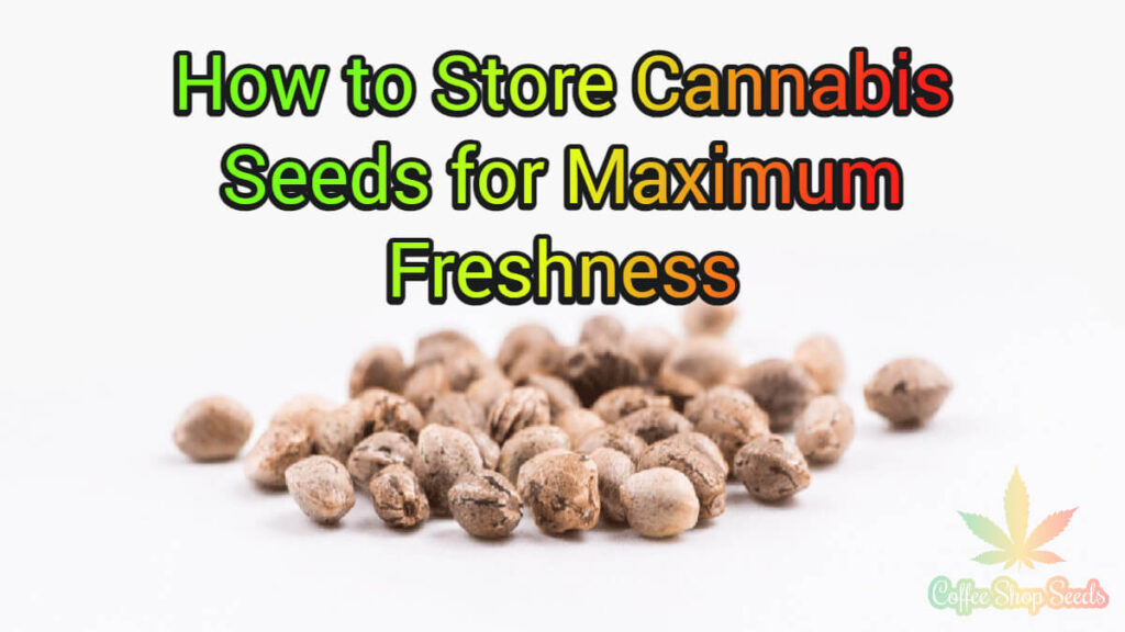 How to Store Cannabis Seeds for Maximum Freshness