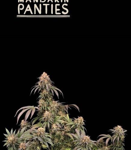 Mandarin Panties Feminised Cannabis Seeds by Seedstockers