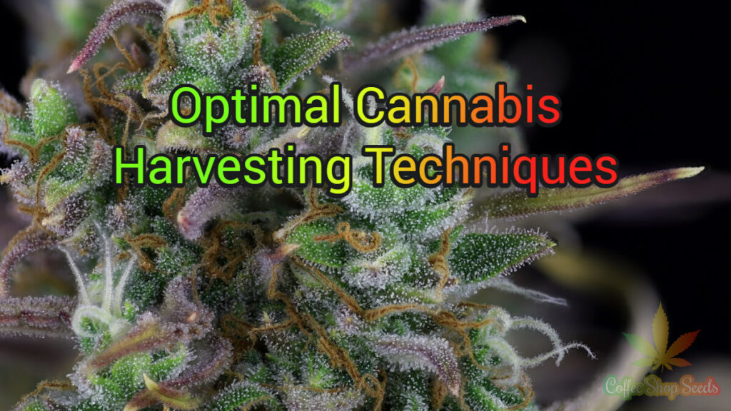 Cannabis Harvesting Techniques