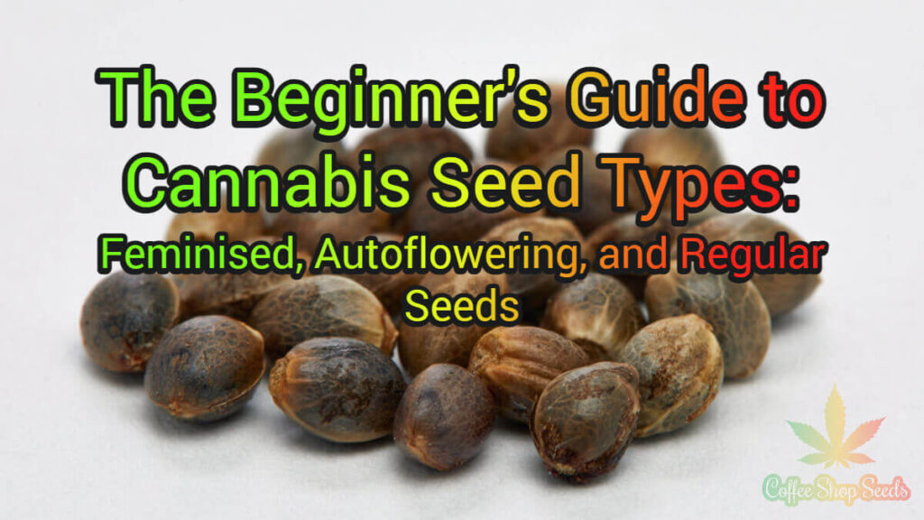 The Beginner's Guide to Cannabis Seed Types: Feminised, Autoflowering, and Regular Seeds